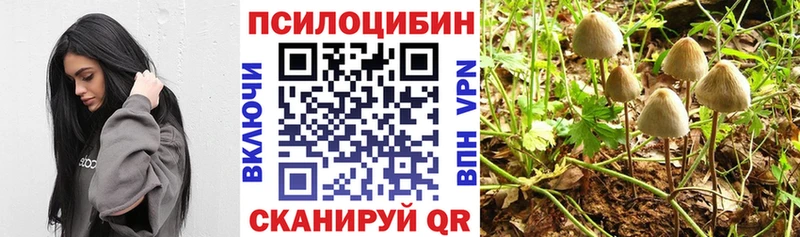 Псилоцибиновые грибы MAGIC MUSHROOMS сколько стоит kraken зеркало Цоци-Юрт